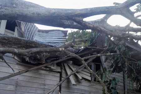 The damage caused by the tree (GFS photo)