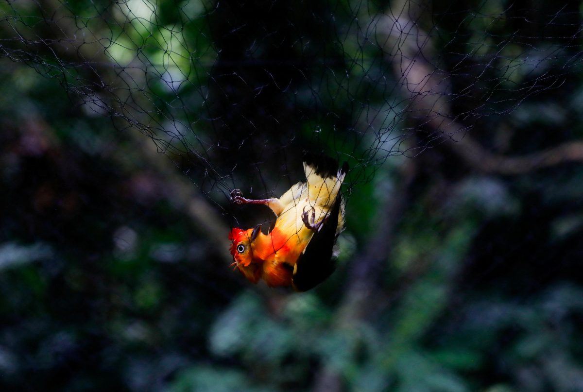 FILE PHOTO: A bird is caught in a mist nest set up in the forest to trap small animals while researching signs of mercury contamination at the Los Amigos Biological Station, in Los Amigos, in the Madre de Dios region, Peru May 24, 2023. REUTERS/Alessandro Cinque/File Photo
