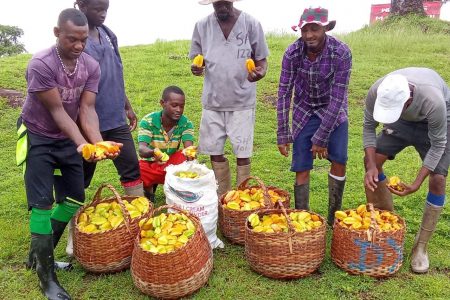 Carambola galore from one of the prisons farms (Guyana Prison Service photo)