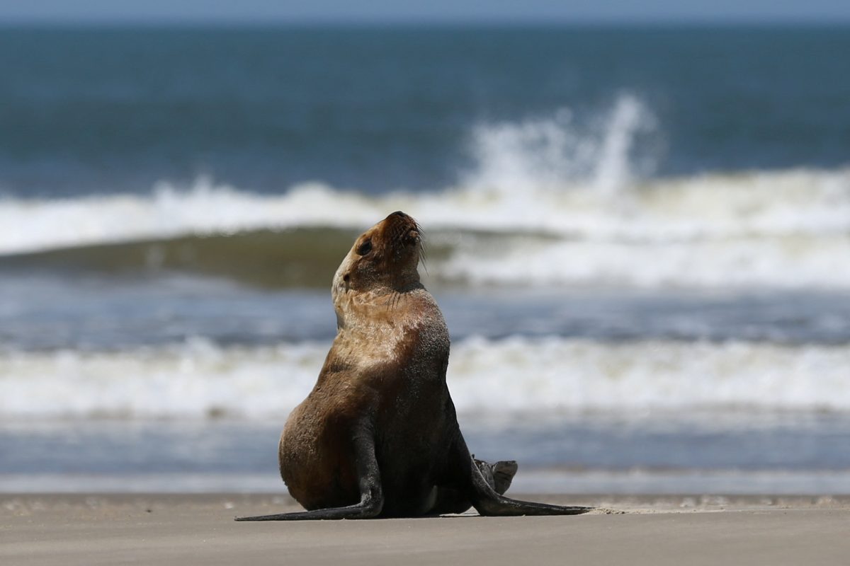 A sea lion with symptoms of bird flu sits on the coast of the Atlantic Ocean during an outbreak of Bird Flu, in Sao Jose do Norte, in the state of Rio Grande do Sul, Brazil, November 21, 2023. REUTERS/Diego Vara/File Photo