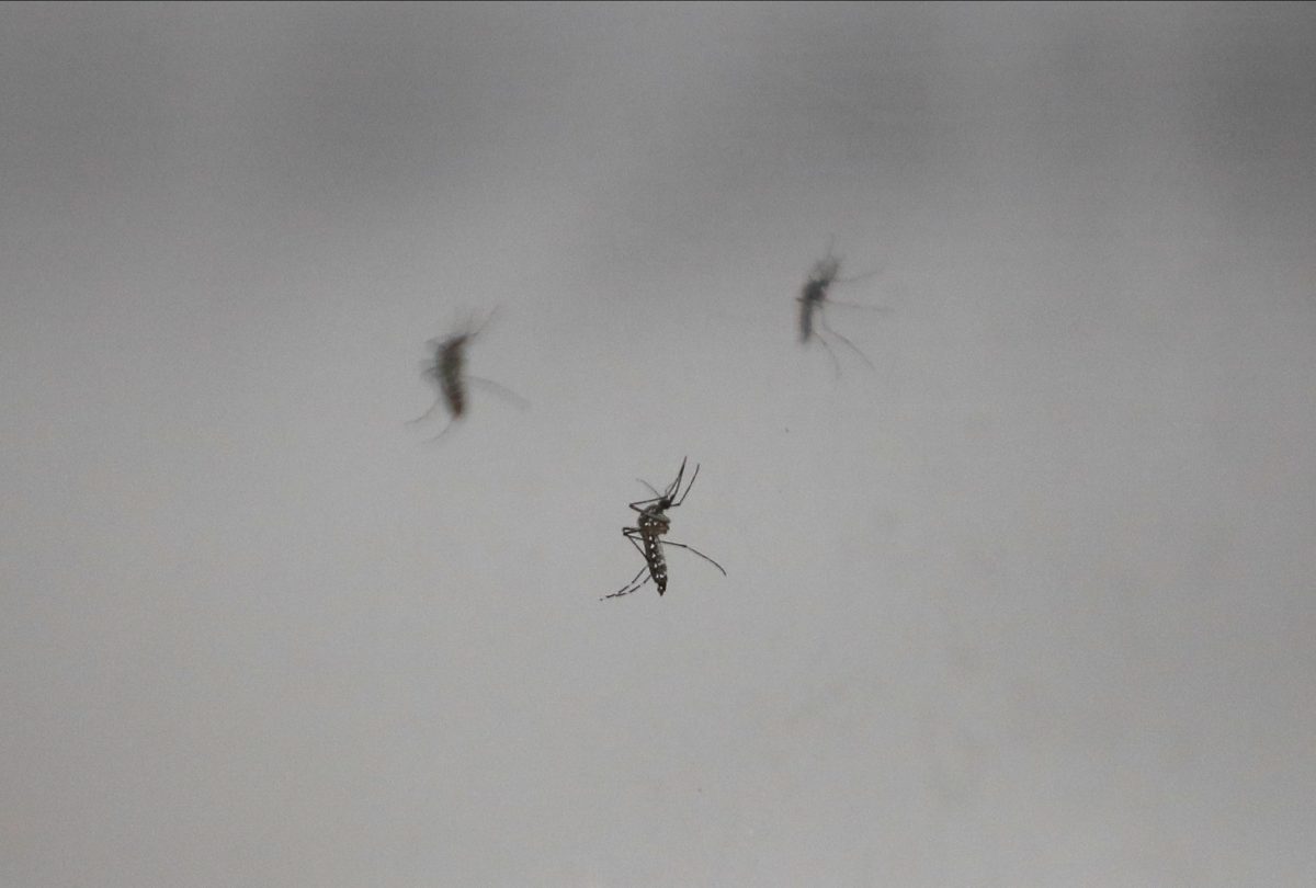 Aedes aegypti mosquitoes are seen in a cage at the CNEA (National Atomic Energy Commission), in Ezeiza, in the outskirts of Buenos Aires, Argentina April 12, 2023. REUTERS/Agustin Marcarian