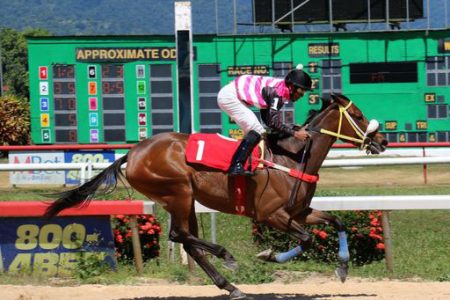 Soca Harmony is expected to light up Guyana’s horse racing scene.