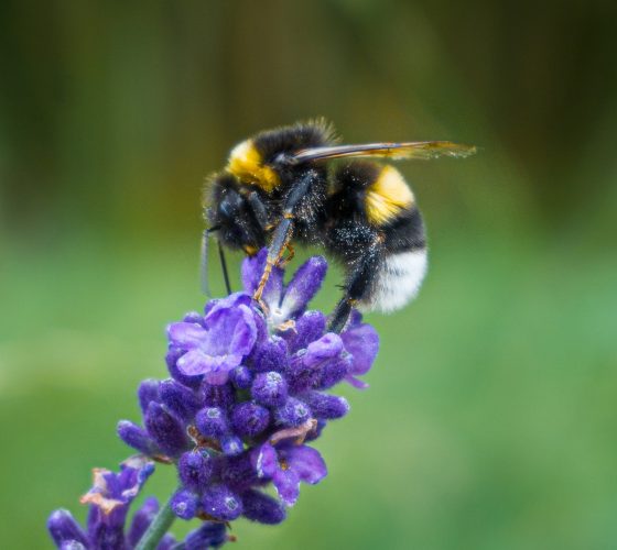 The relationship between bees and flowers is one of interdependence (Image by wirestock on Freepik)