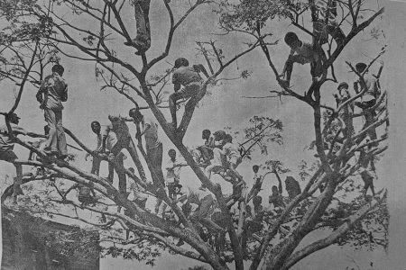 A flock of ‘bird men’ precariously perched on every branch of a Samaan tree outside the Bourda Cricket Ground during a Test match in the early 1970s. (Source: 1974 MCC Tour Brochure)
