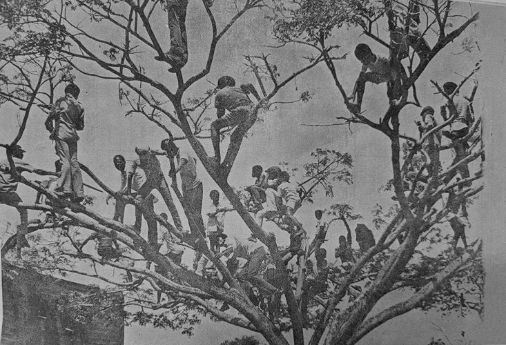 A flock of ‘bird men’ precariously perched on every branch of a Samaan tree outside the Bourda Cricket Ground during a Test match in the early 1970s. (Source: 1974 MCC Tour Brochure)
