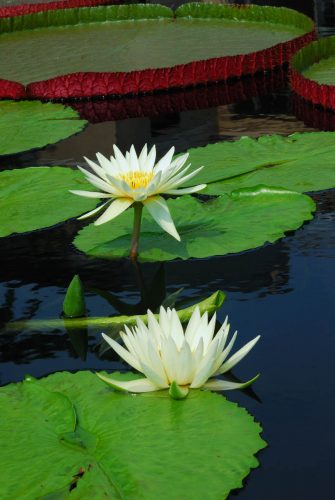 Water Lilies have thorny undersides (Image by TravelScape on Freepik)
