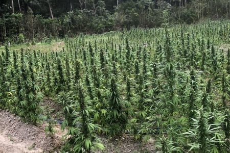 The cannabis plants
