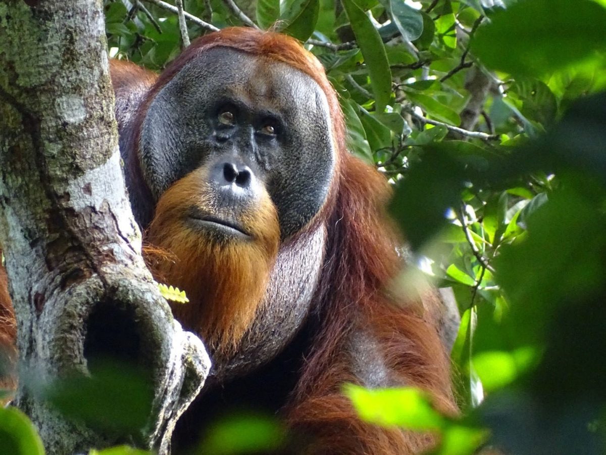 A male Sumatran orangutan named Rakus is seen two months after wound self-treatment using a medicinal plant in the Suaq Balimbing research site, a protected rainforest area in Indonesia, with the facial wound below the right eye barely visible anymore, in this handout picture taken August 25, 2022. Safruddin/Max Planck Institute of Animal Behavior/Handout via REUTERS