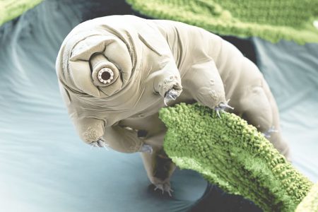 A Tardigrade (National Geographic photo)