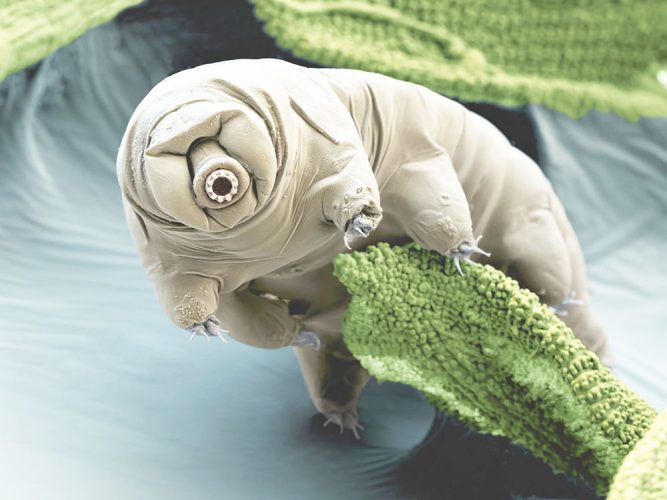 A Tardigrade (National Geographic photo)