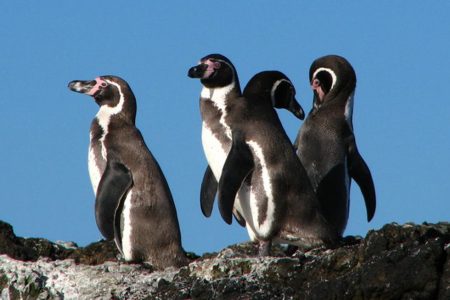 Humboldt penguins live on the coast of Chile and Peru (© Stefan Görlitz / Sphenisco)