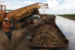 Sugar cane being loaded in punts last year (Ministry of Agriculture photo)