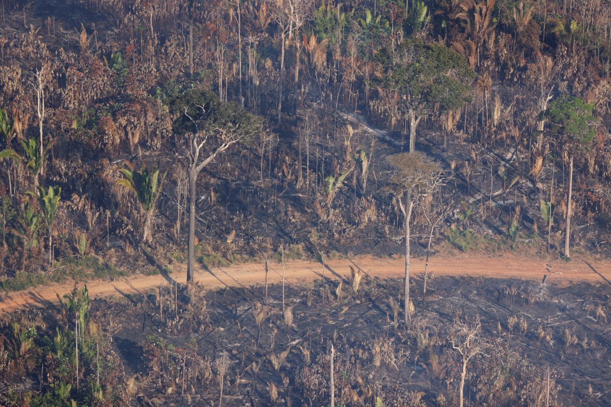 FILE PHOTO: An aerial view shows a deforested plot of Brazil’s Amazon rainforest near Humaita, Amazonas state, Brazil, August 3, 2023. REUTERS/Leonardo Benassatto/File Photo