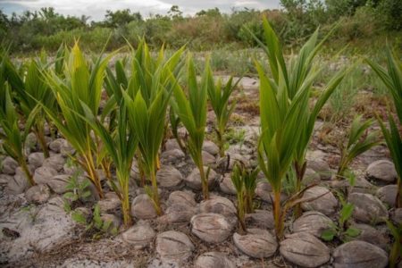 Some of the coconuts that are being planted by the Ministry of Agriculture (DPI photo)
