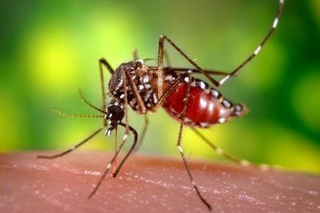 The aedes aegypti mosquito, which harbours the virus that causes dengue
Donstan Bonn
