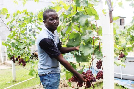 Devon Gilead showing some of his grapes in 2022