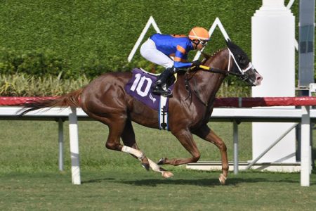 Nova Sol, a Brazilian bred horse is expected to be one of the top
contenders at the Guyana Cup come August 11 at the Rising Sun Turf in Berbice.
