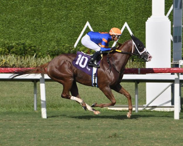 Nova Sol, a Brazilian bred horse is expected to be one of the top
contenders at the Guyana Cup come August 11 at the Rising Sun Turf in Berbice.
