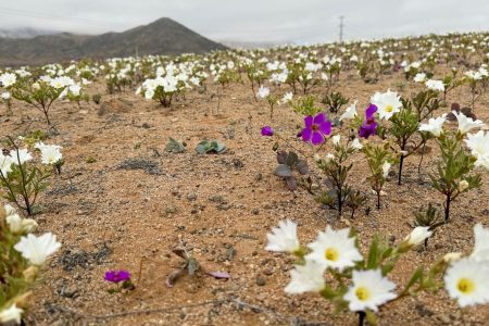 A view shows an area of the Atacama desert during a natural phenomenon known as 'Desierto Florido' (flowering desert), which fills the driest desert in the world with flowers and plants, near Copiapo, Atacama region, Chile, July 6, 2024. REUTERS/Rodrigo Gutierrez
