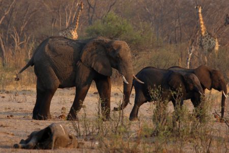 FILE PHOTO: A group of elephants and giraffes walk near a carcass of an elephant at a watering hole inside Hwange National Park, in Zimbabwe, October 23, 2019. REUTERS/Philimon Bulawayo/File Photo