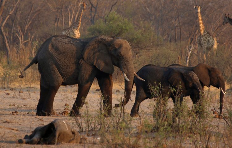 FILE PHOTO: A group of elephants and giraffes walk near a carcass of an elephant at a watering hole inside Hwange National Park, in Zimbabwe, October 23, 2019. REUTERS/Philimon Bulawayo/File Photo