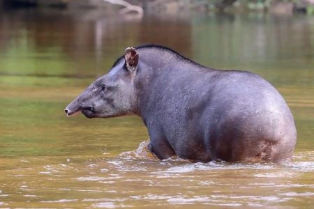  This breathtaking scene of a tapir was recent captured at the at the Rewa Eco-Lodge located in the community of Rewa, North Rupununi Region Nine. (Rewa Eco-Lodge photo)