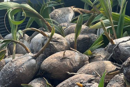 Coconuts given to East Bank Berbice farmers by the Ministry of Agriculture. 
