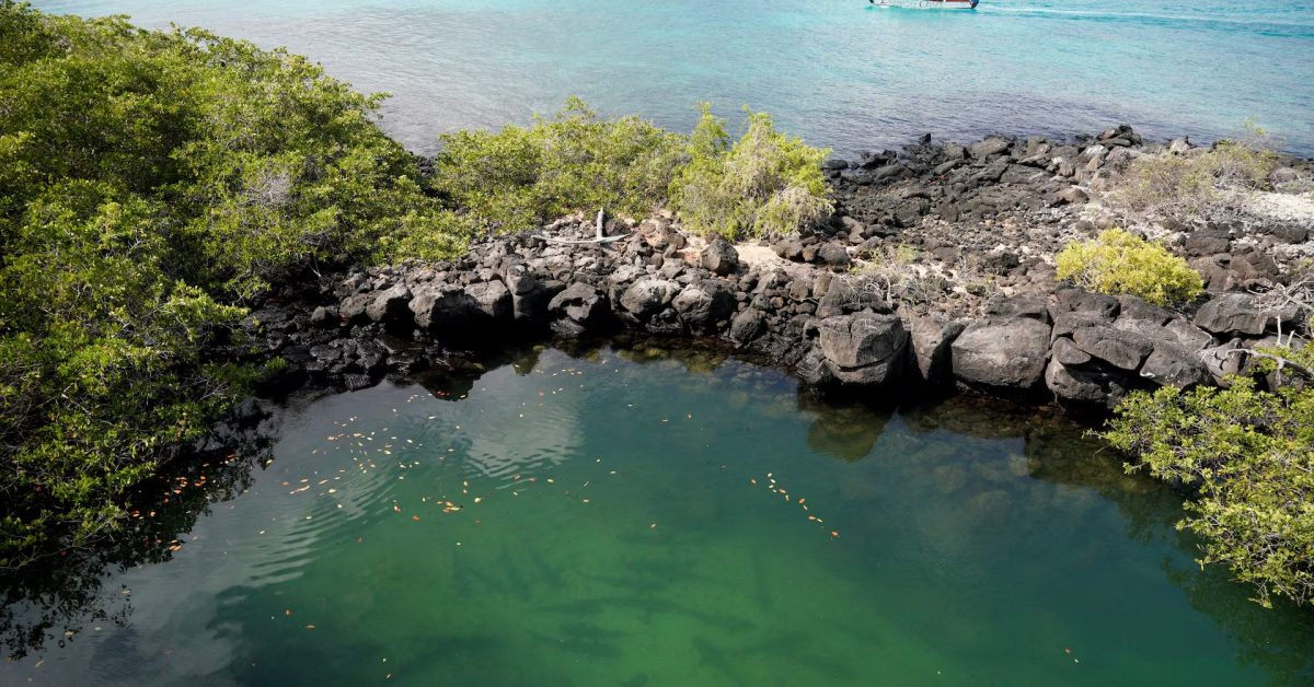 Blacktip sharks swim off Santa Cruz Island, part of the Galapagos Islands, Ecuador. Picture taken January 16, 2022. REUTERS/Santiago Arcos/File Photo