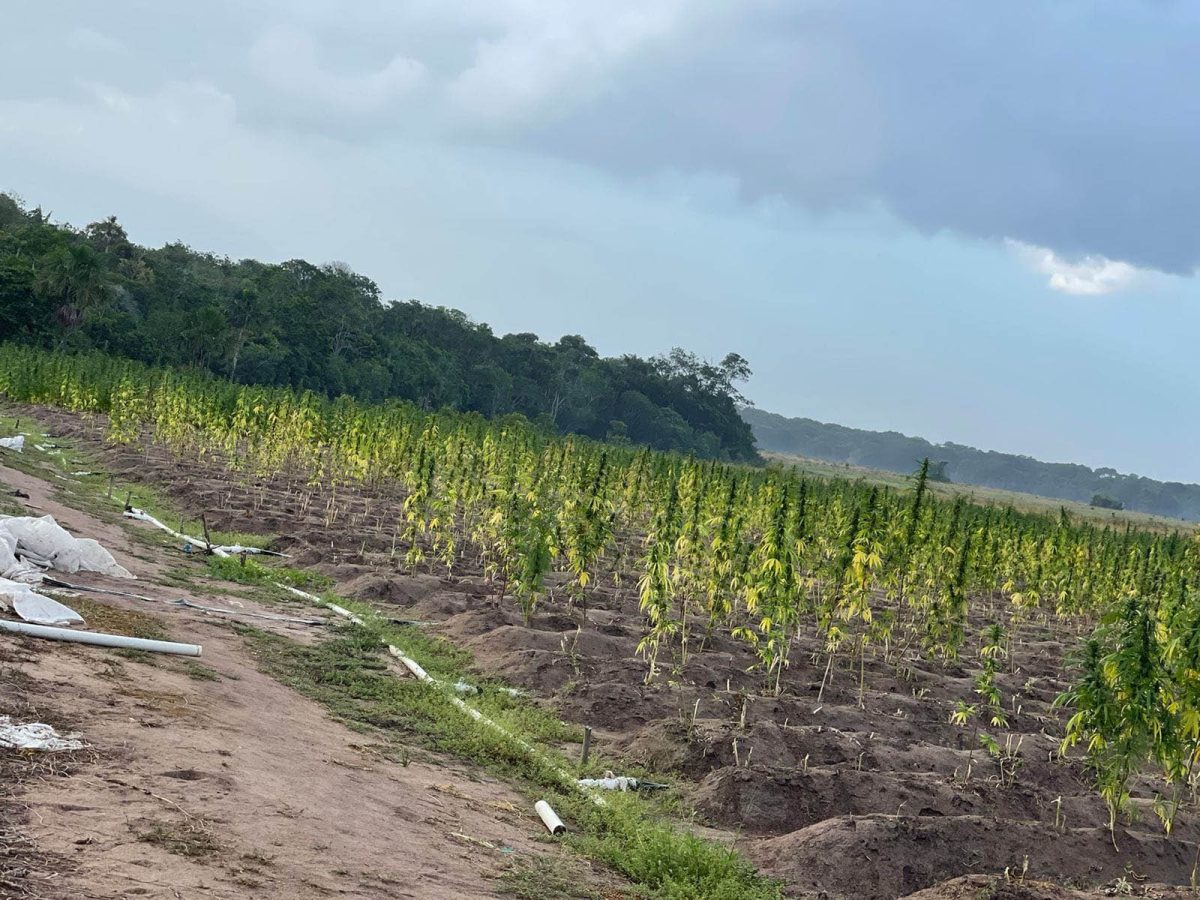 The ganja farm (Police photo)
