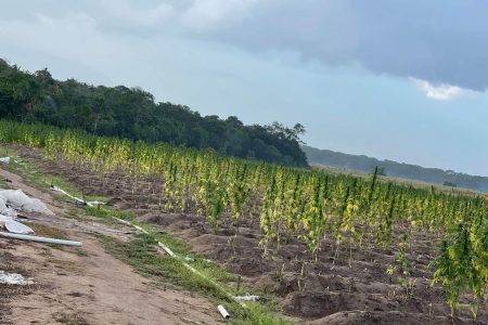 The ganja farm (Police photo)
