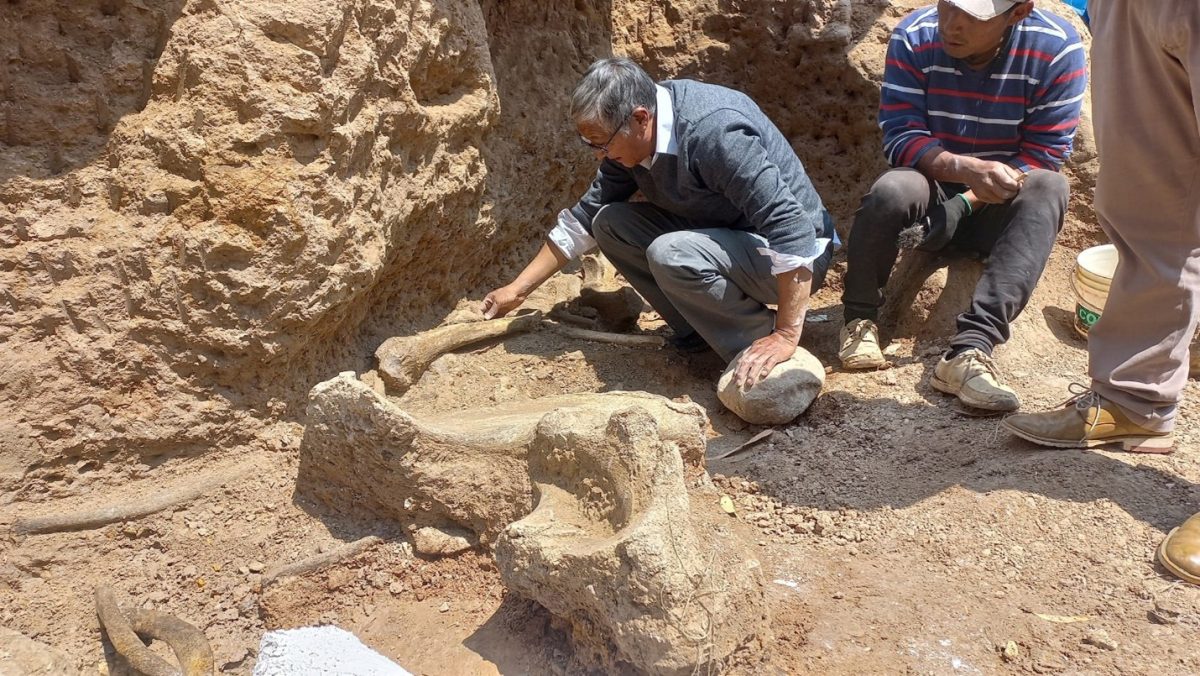 Engineer and mastodon researcher Oscar Diaz cleans remains of an Ice Age mastodon, believed to be between 11,000 and 12,000 years old, in Chambara, Peru September 5, 2024. Museum of Natural History - UNMSM/Handout via REUTERS 