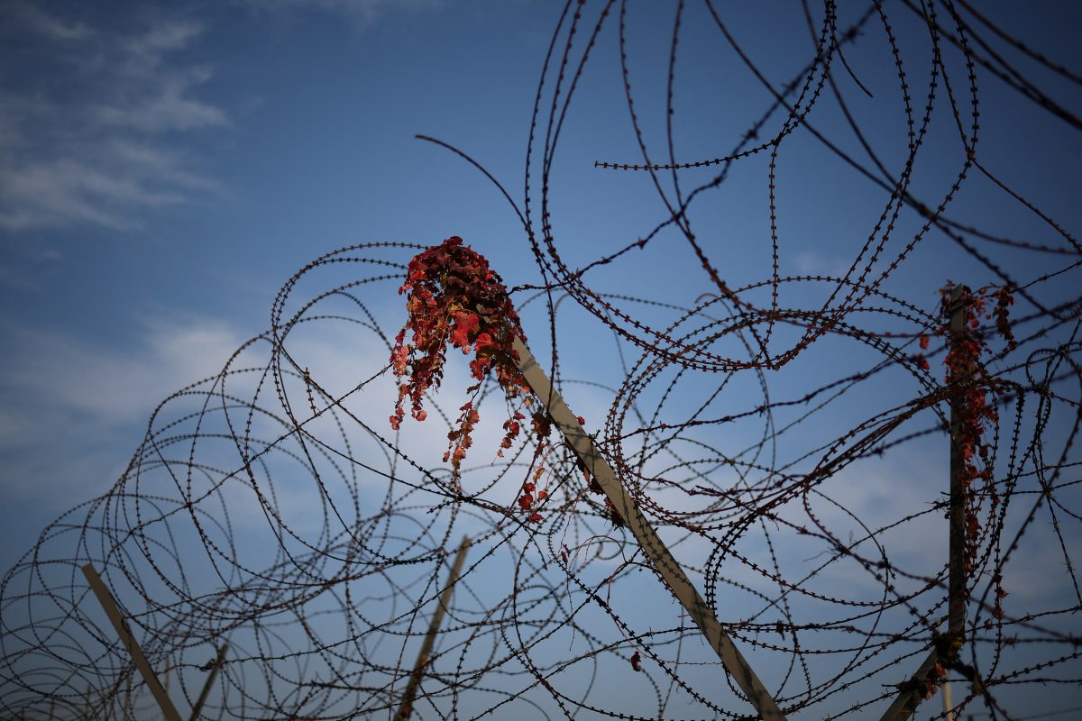 Autumn leaves are seen entangled on a military fence near the demilitarized zone separating the two Koreas in Paju, South Korea, October 31, 2024. REUTERS/Kim Hong-Ji 