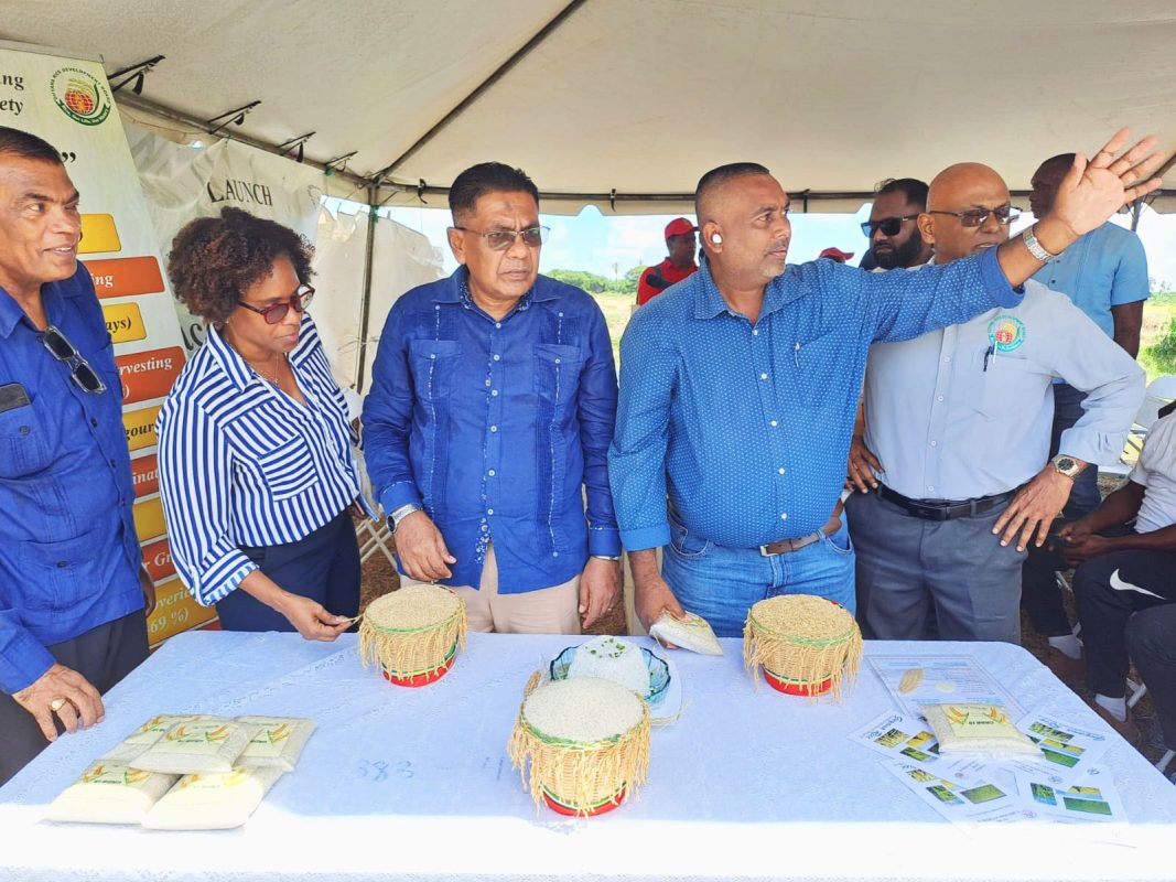 GRDB launches new high yield rice variety - Stabroek News