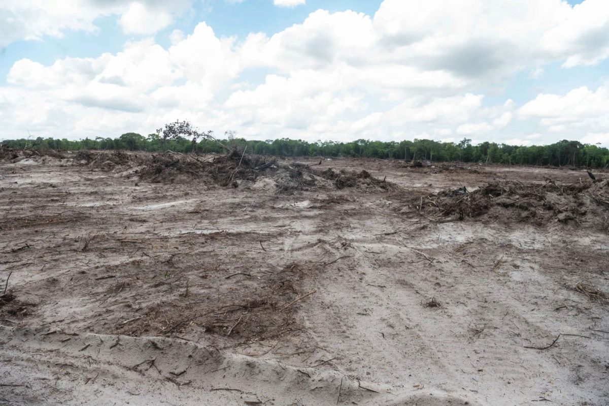 Some of the land being prepared (DPI photo)
