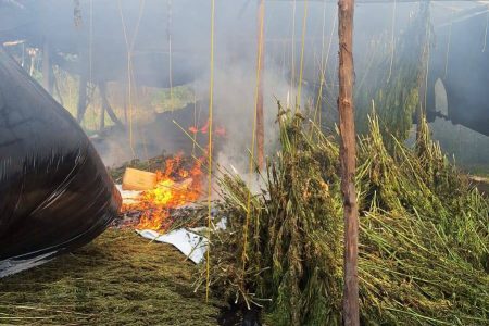 The ganja being destroyed (Police photo)