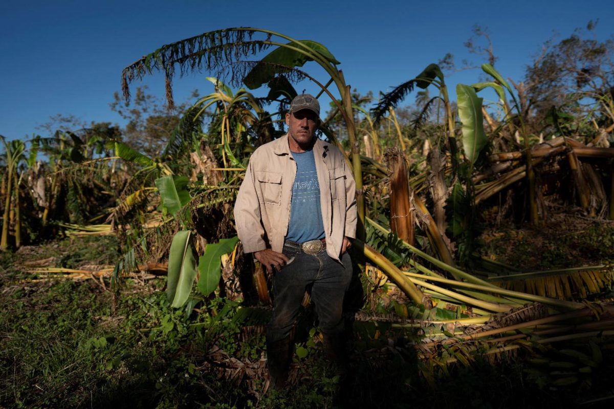 Farmer Leonardo Abreu, 47, poses for a photo in front of fallen banana plants in his field damaged by Hurricane Rafael in Caimito, Cuba, November 18, 2024. REUTERS/Alexandre Meneghin