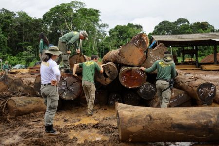 Agents of the Brazilian Institute for the nvironment and Renewable Natural Resources (IBAMA) inspect logs seized from the Amazon rainforest during an operation to combat deforestation, at a sawmill in Nova California, Rondonia State, Brazil February 8, 2025. REUTERS/Ueslei Marcelino
